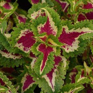 Coleus  Wizard Rose 